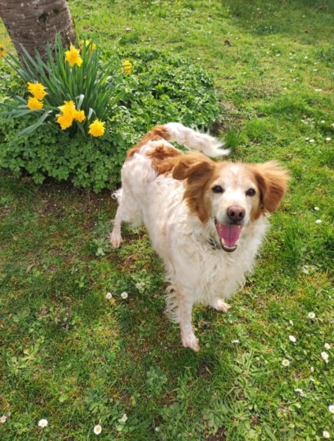 Pet's Rescue France protection animale refuge Creuse Students for Impact Gandee